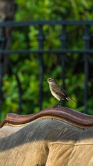 Bird perched on a weathered couch