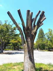 夏の公園の剪定された枯れた欅の大木と青空