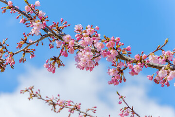 Cherry blossoms in early spring under blue sky