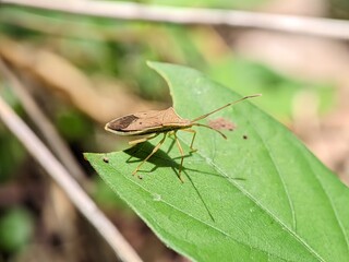 Beautiful small insects with macro photography style