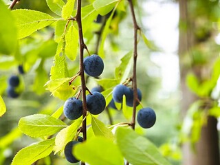 black olives on a branch