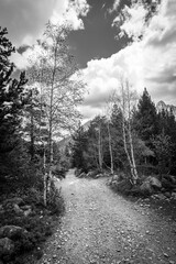 Curving forest path leads to distant peaks in a moody black and white mountain scene. Black and white photo of a rocky path through a Pyrenees forest, lined with trees under a cloudy sky.