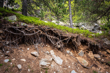 Tree roots exposed on a steep, rocky forest hillside, showing soil erosion and a harsh environment. Twisted tree roots exposed on forest slope, revealing nature’s resilience and raw beauty.