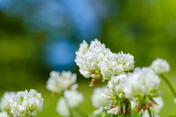 White clover flowers blooming in spring field