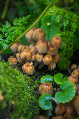 Coprinellus micaceus