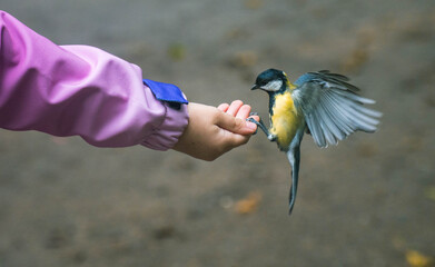 Titmouse eats sunflower seeds from a child's hand