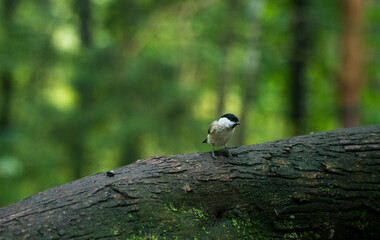 Parus palustris sits on a branch