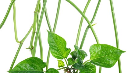 Close-up of vibrant green plant stems and leaves