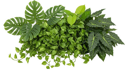 Isolated Green Plants