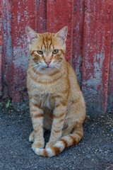 Istanbul orange tabby street cat sitting against weathered red wall with piercing yellow eyes and...