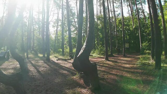Video of the "crooked forest" or "magic forest," a grove of oddly-shaped Scots pine trees near the town of  Gryfino, Poland in the morning sun.	