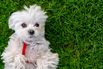 Cute white dog with red harness lying on green grass