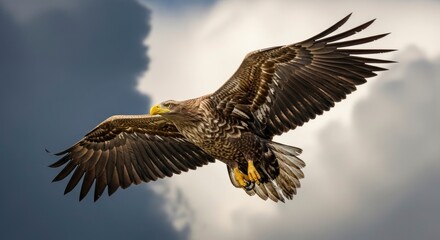 Fototapeta premium Eagle soars in a cloudy sky wings spread