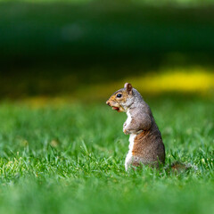 Squirrel standing upright on lush green lawn in park