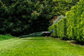 Peacock strolling across manicured lawn in garden with lush hedges