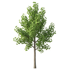 Isolated Ginkgo Biloba Tree with Fan-Shaped Leaves and Trunk