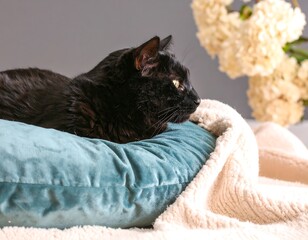 Black cat resting on a teal pillow