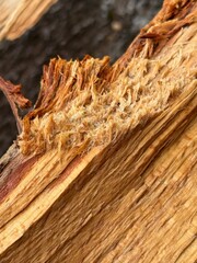 Macro view of split wood showing fibrous texture, rough splinters, and natural grain patterns in golden brown tones.