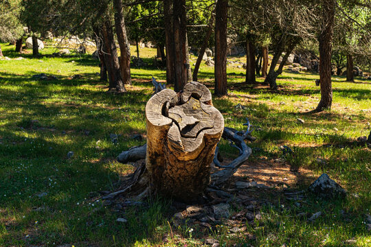 Tronco talado en un pinar