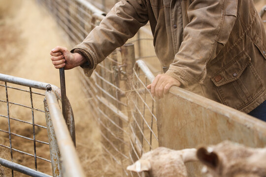 Hands of a stockman as he drafts ewes down a race