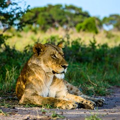 Lioness Relaxing in African Savanna