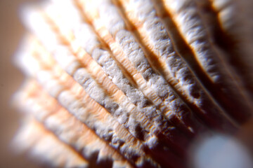Close-up macro photograph revealing intricate details of seashell texture