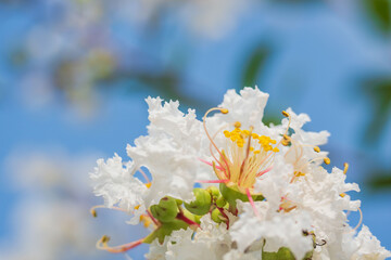 晩夏の季節　白色のサルスベリの花05