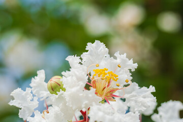 晩夏の季節　白色のサルスベリの花09
