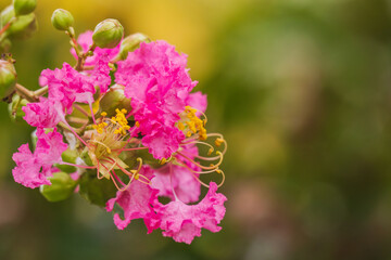 晩夏の季節　ピンク色のサルスベリの花02