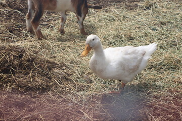 duck on the farm