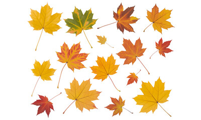 Autumn Maple Leaves Collection on transparent Background &ndash; Assorted Colors and Shapes
