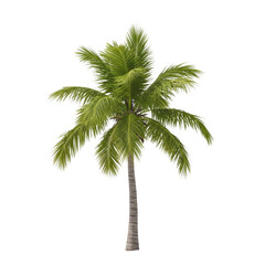Single Coconut Palm Tree with Spreading Fronds and Rough Trunk