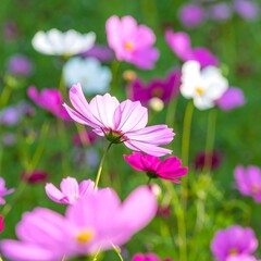 Fototapeta premium Cosmos flowers in a field