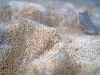 sea salt in the sand