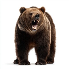 Fototapeta premium Ferocious Brown Bear Roaring , isolated on white background png
