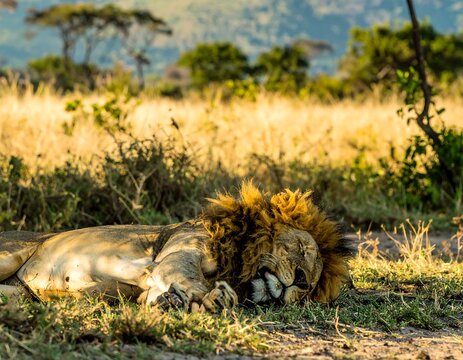 Lion Sleeping in African Savanna