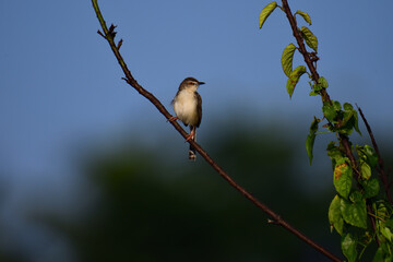 The Plain Prinia is a small, slender warbler with a plain brown upper body, a whitish-buff belly,...