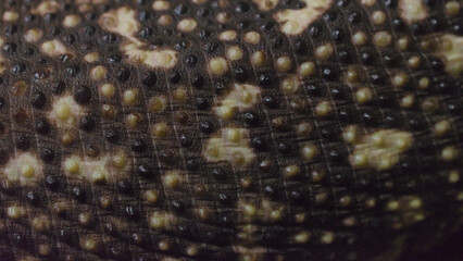 Surface of Mexican beaded lizard (Heloderma horridum) skin