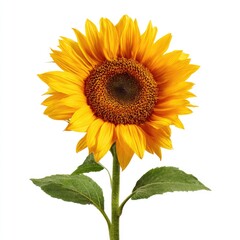 Fototapeta premium Bright yellow sunflower with green leaves against a white background
