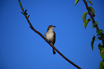 The Plain Prinia is a small, slender warbler with a plain brown upper body, a whitish-buff belly, and a long tail. It's known for its habit of flicking its tail up and down.