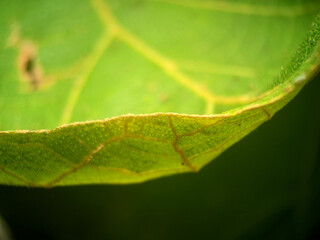 green leaf with water drops