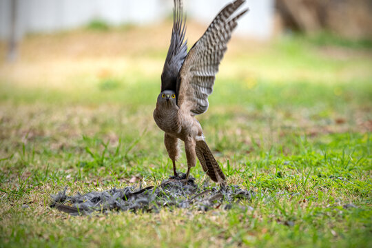 Brown hawk standing over fresh kill, wings raised and eyes locked forward.