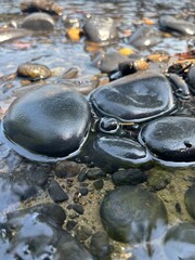 Wet river stones close up in clear water