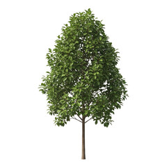 Single Rubber Tree with Dense Crown and Slender Trunk
