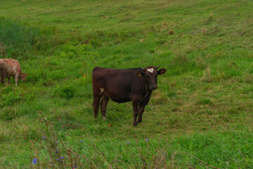 Dark brown cow with gentle gaze calmly observing from quiet lush slope in the Suzdal region