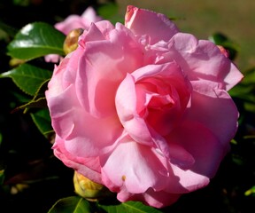 Vibrant pink Camilla flower