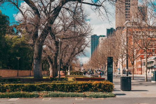North Terrace, Adelaide in Winter with Bare Trees and Cityscape
