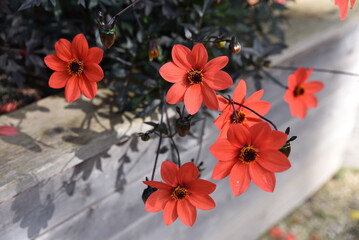 Dahlia rouge au jardin en été	