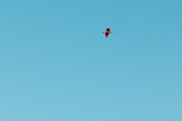 Single ibis flying in the sky