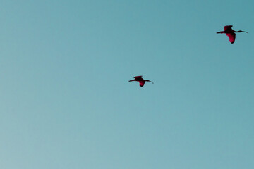 Single scarlet ibis flying in the sky